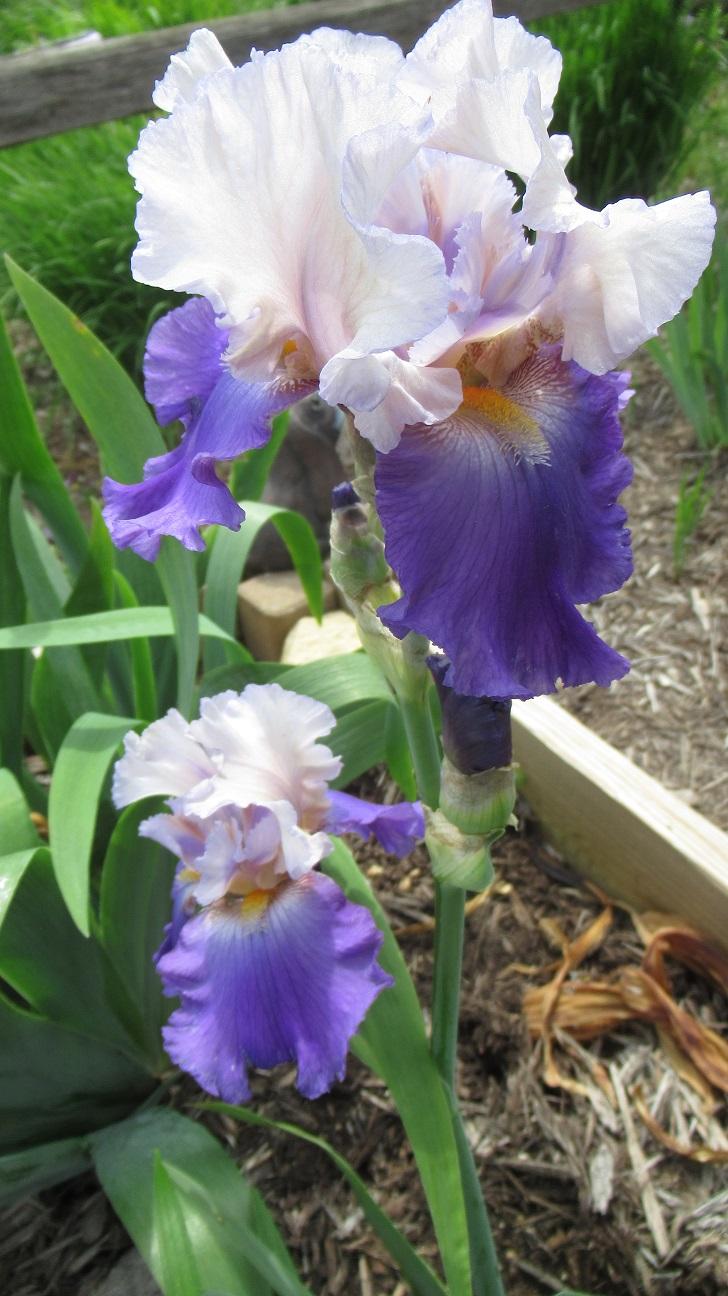Photo of Tall Bearded Iris (Iris 'Bolder Boulder') uploaded by gardenglassgems