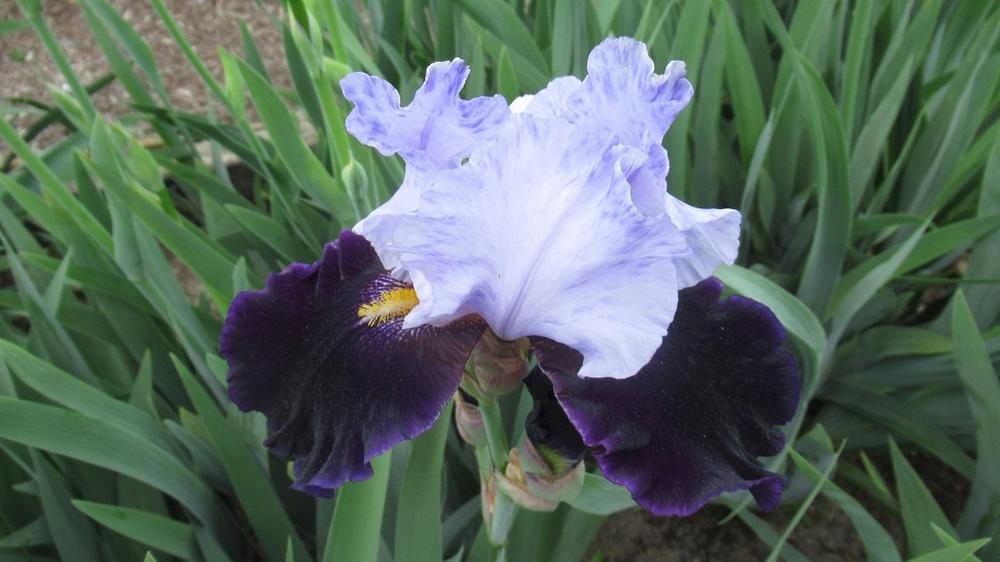 Photo of Tall Bearded Iris (Iris 'Habit') uploaded by gardenglassgems