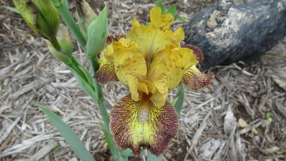 Photo of Intermediate Bearded Iris (Iris 'Petit Tigre') uploaded by gardenglassgems