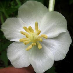 Location: Toronto, Ontario
Date: 2022-05-30
Mayapple (Podophyllum peltatum) flower.