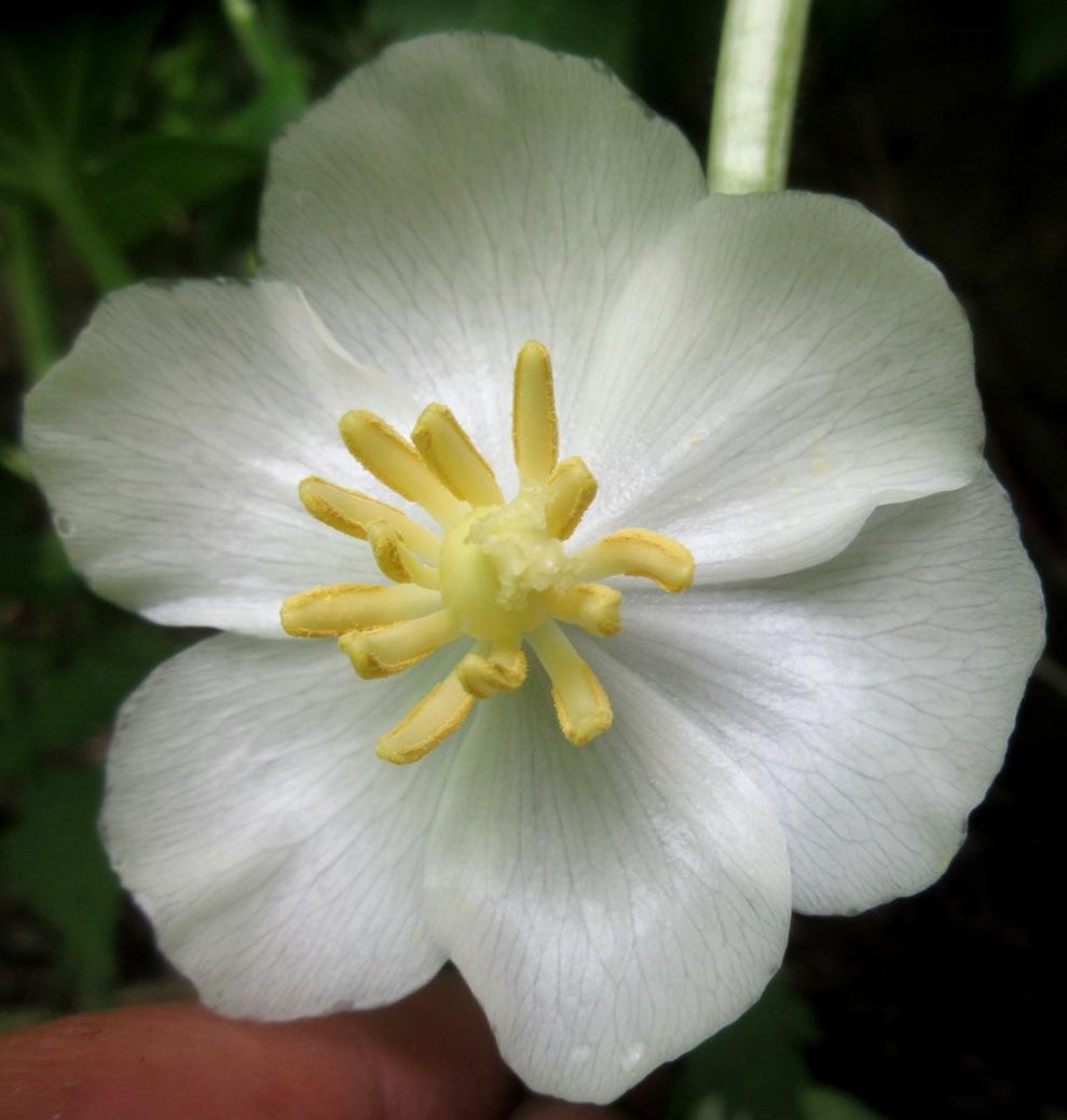 Photo of Mayapple (Podophyllum peltatum) uploaded by janelp_lee