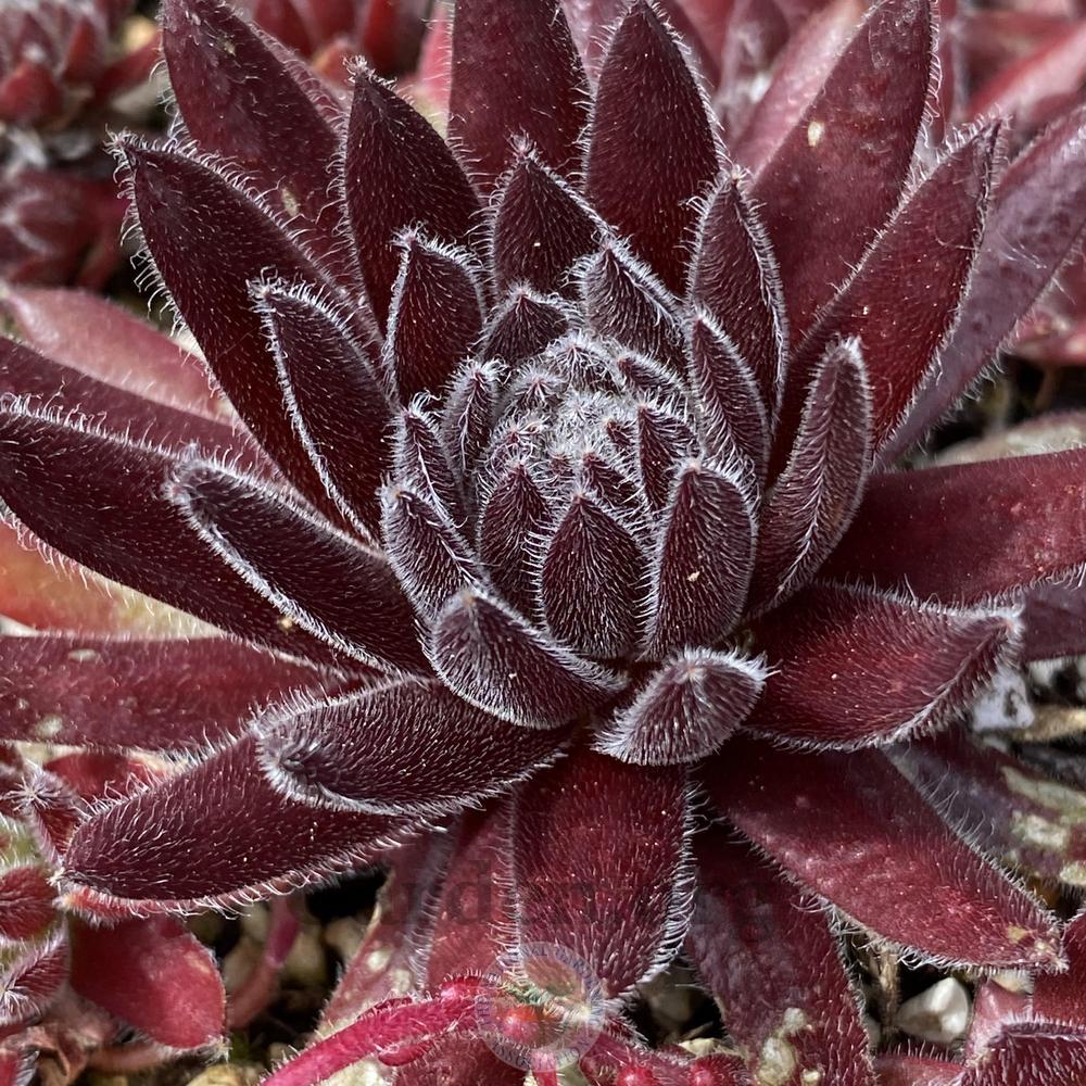 Photo of Hen and chicks (Sempervivum 'Rococo') uploaded by springcolor