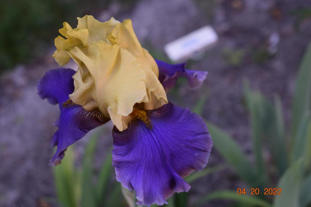 Photo of Tall Bearded Iris (Iris 'Kool Knight') uploaded by trmccray