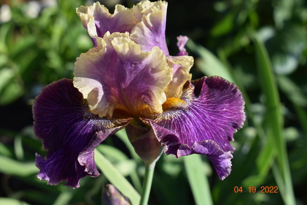 Photo of Tall Bearded Iris (Iris 'Let's Be Friends') uploaded by trmccray