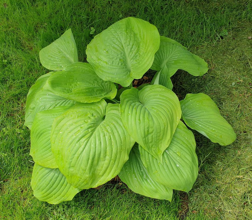 Photo of Hosta 'Sum and Substance' uploaded by Kanna