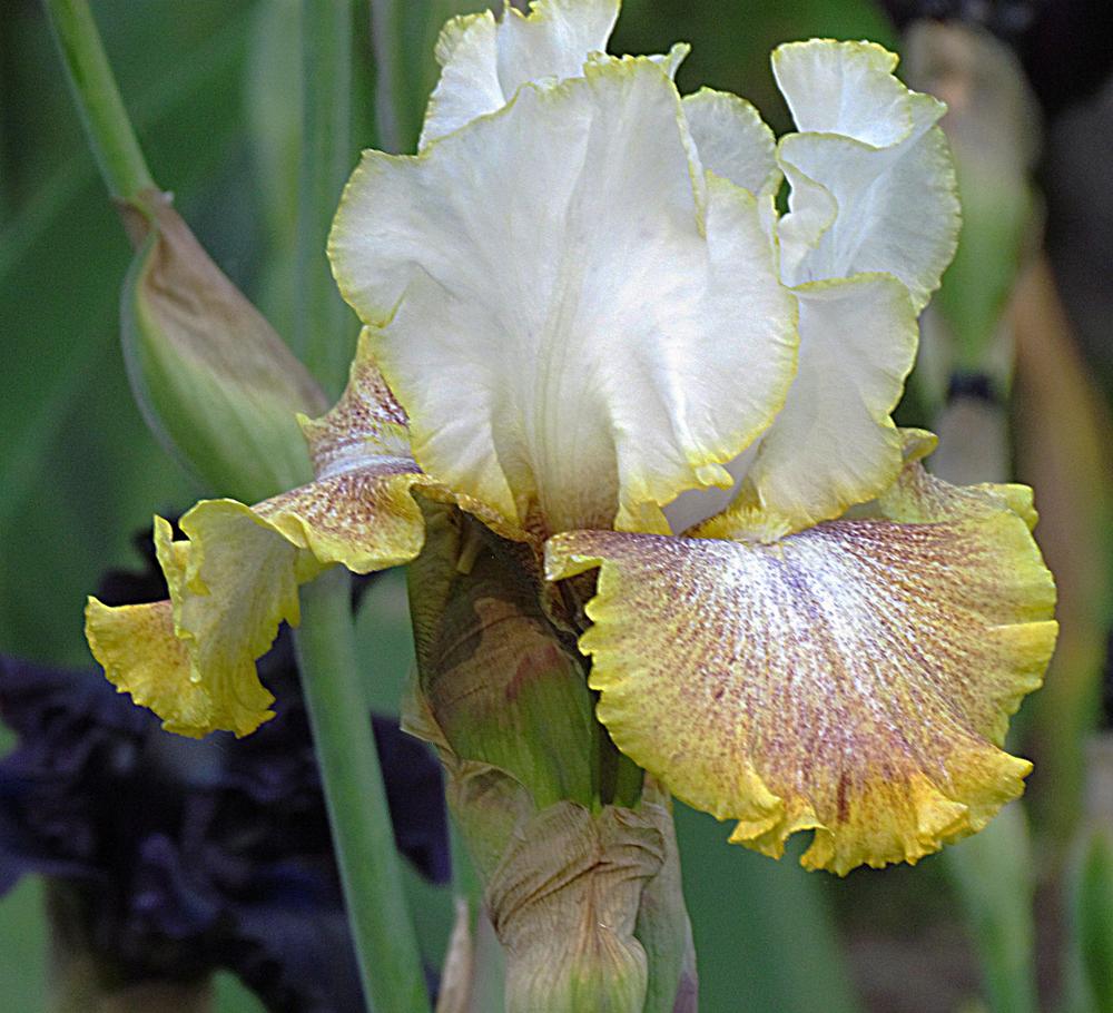 Photo of Tall Bearded Iris (Iris 'Whispering Spirits') uploaded by LynNY