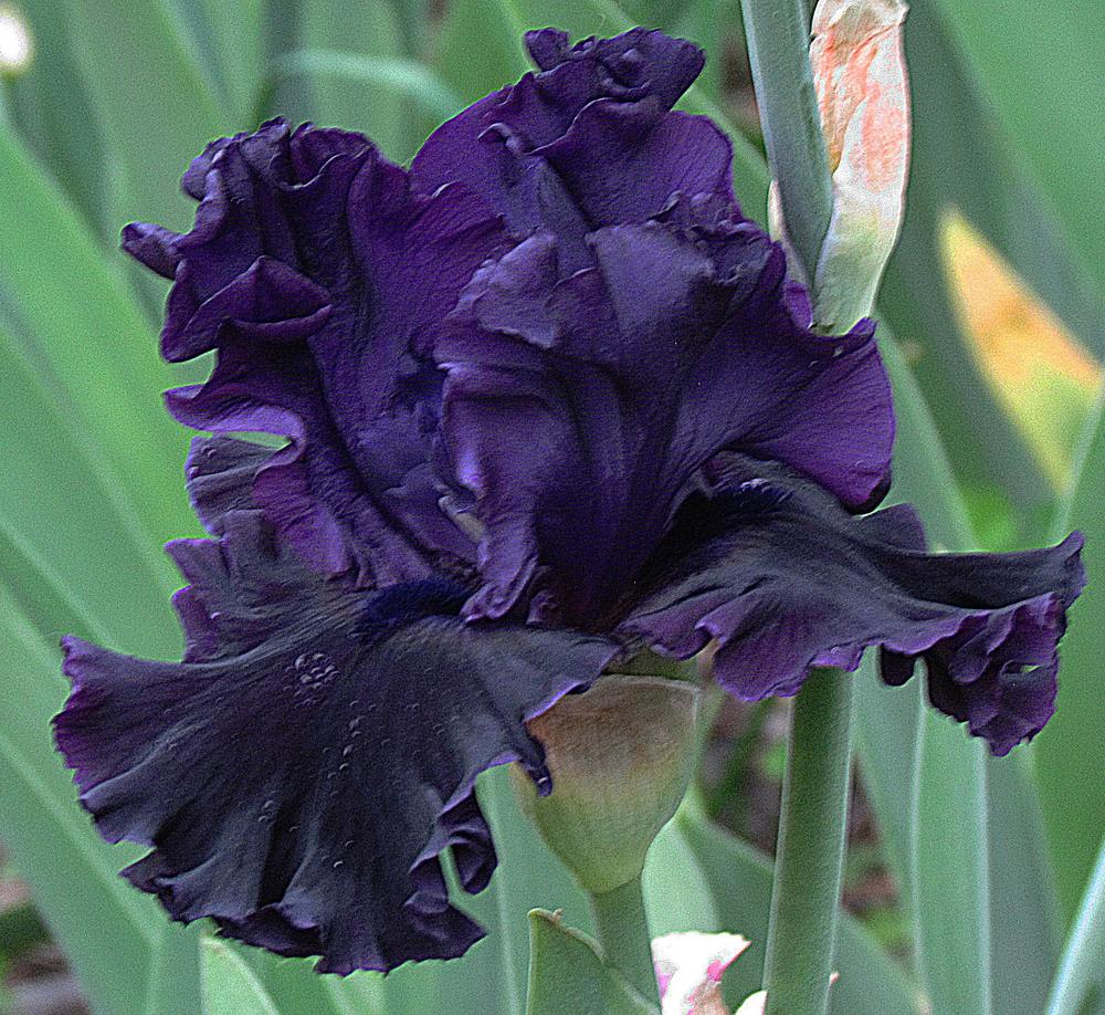 Photo of Tall Bearded Iris (Iris 'Black Lipstick') uploaded by LynNY