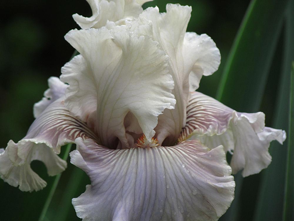Photo of Tall Bearded Iris (Iris 'Ghost Writer') uploaded by LynNY