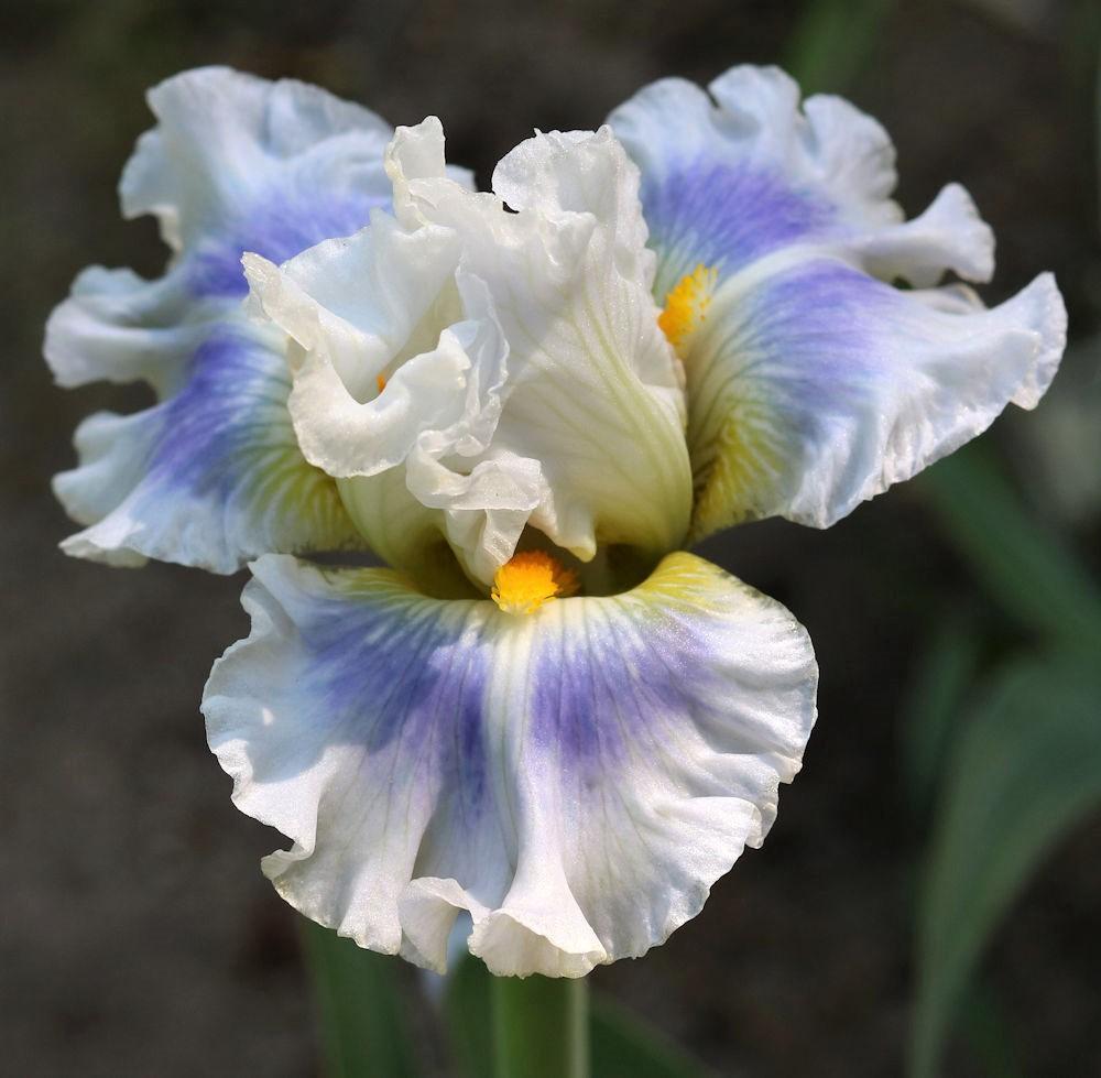 Photo of Intermediate Bearded Iris (Iris 'Sunny Cove') uploaded by MShadow