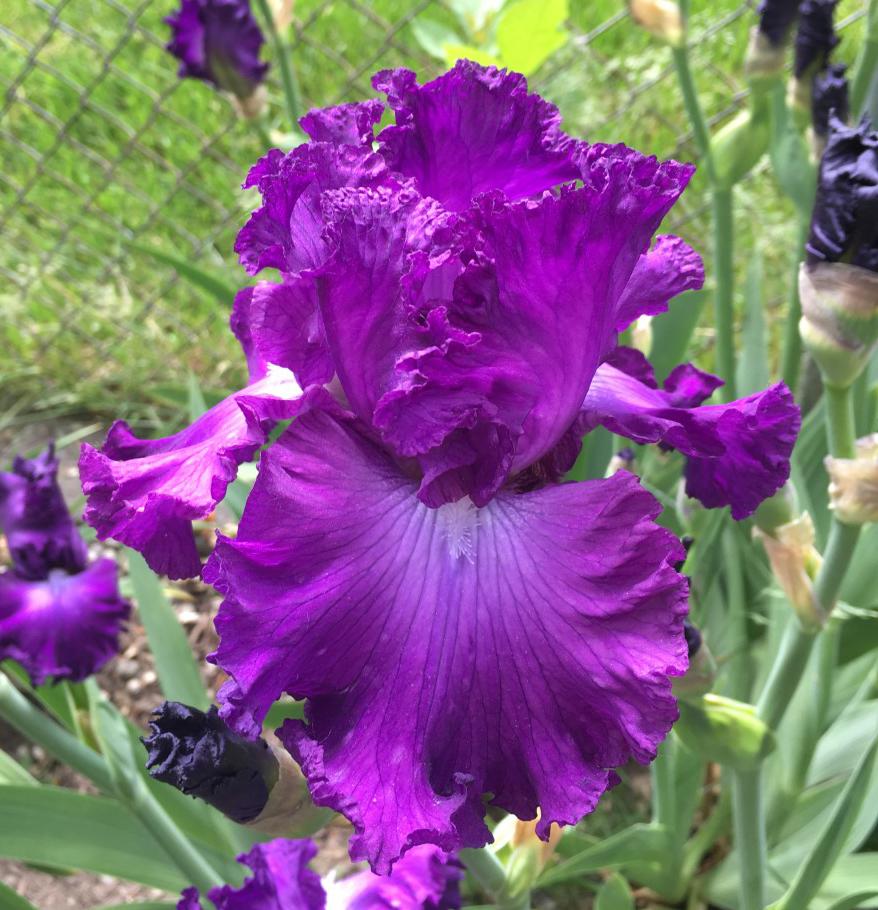 Photo of Tall Bearded Iris (Iris 'Aristocracy') uploaded by MaryDurtschi
