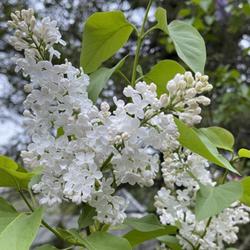 Location: Southern Maine
Date: 20 May 2022
My beautiful white seedling lilac.  Classic lilac fragrance which