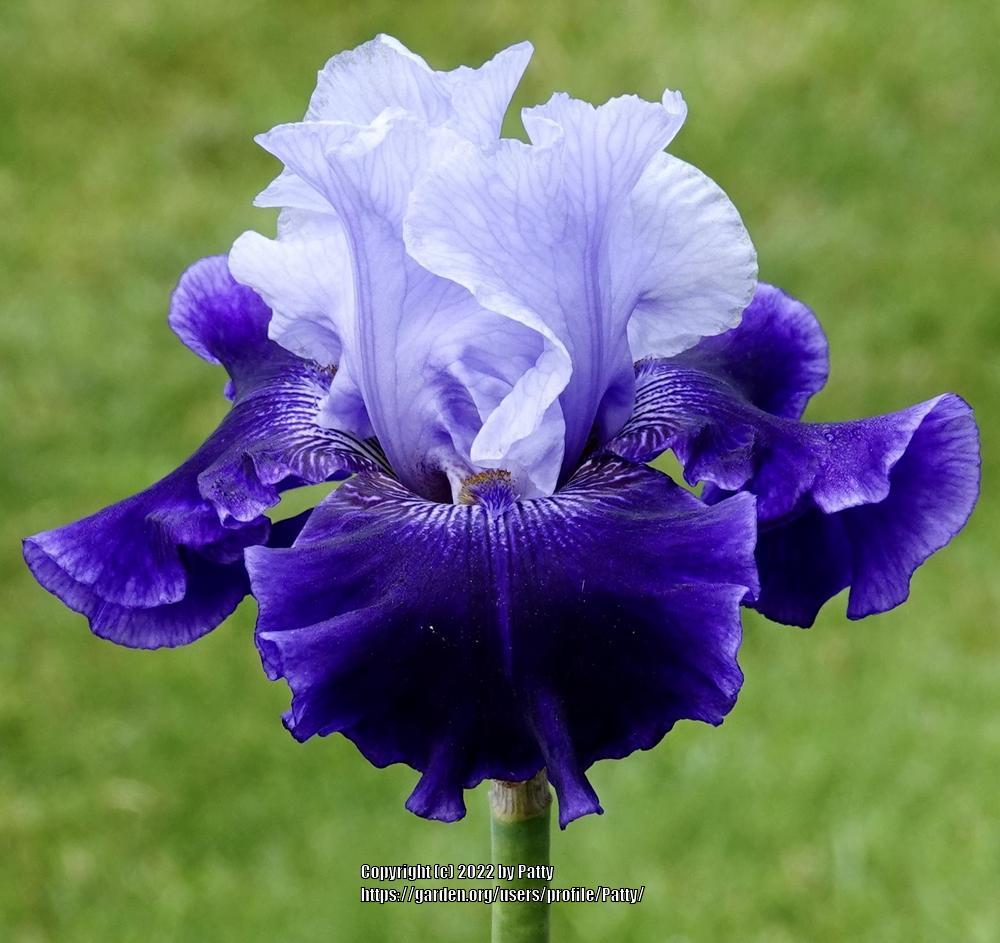 Photo of Tall Bearded Iris (Iris 'World Premier') uploaded by Patty