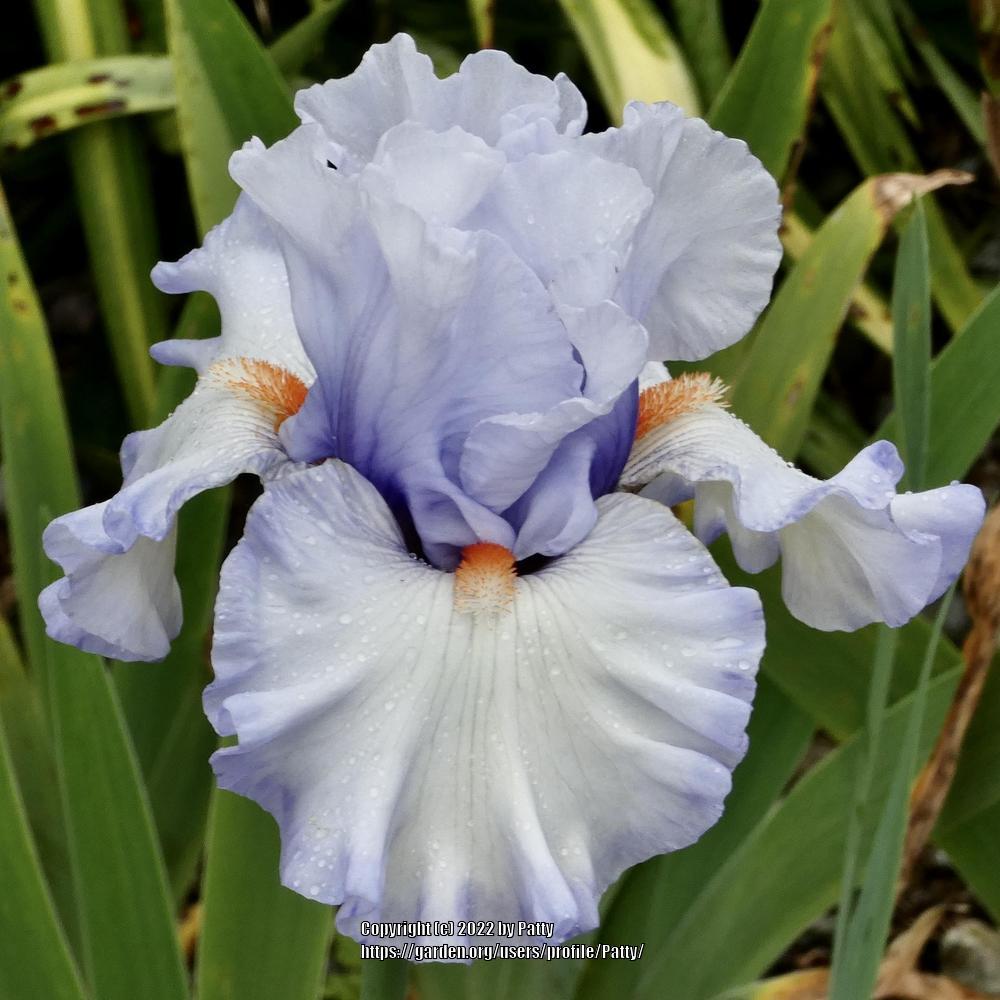 Photo of Tall Bearded Iris (Iris 'Waterline') uploaded by Patty
