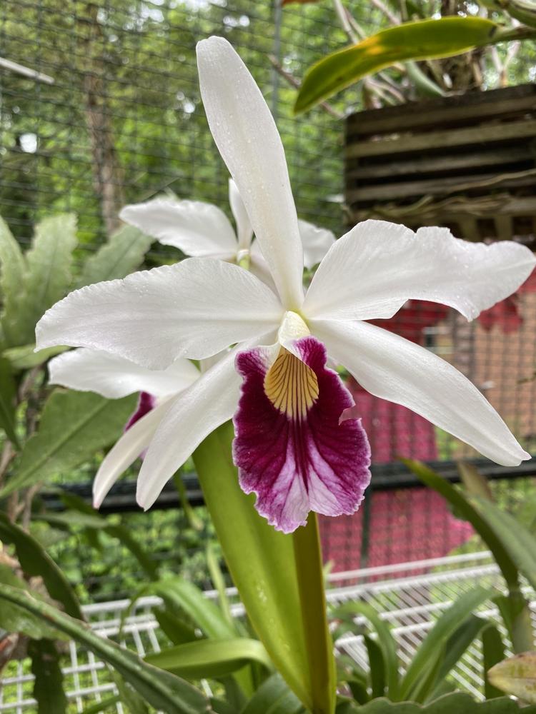 Photo of Orchid (Cattleya purpurata) uploaded by Ursula