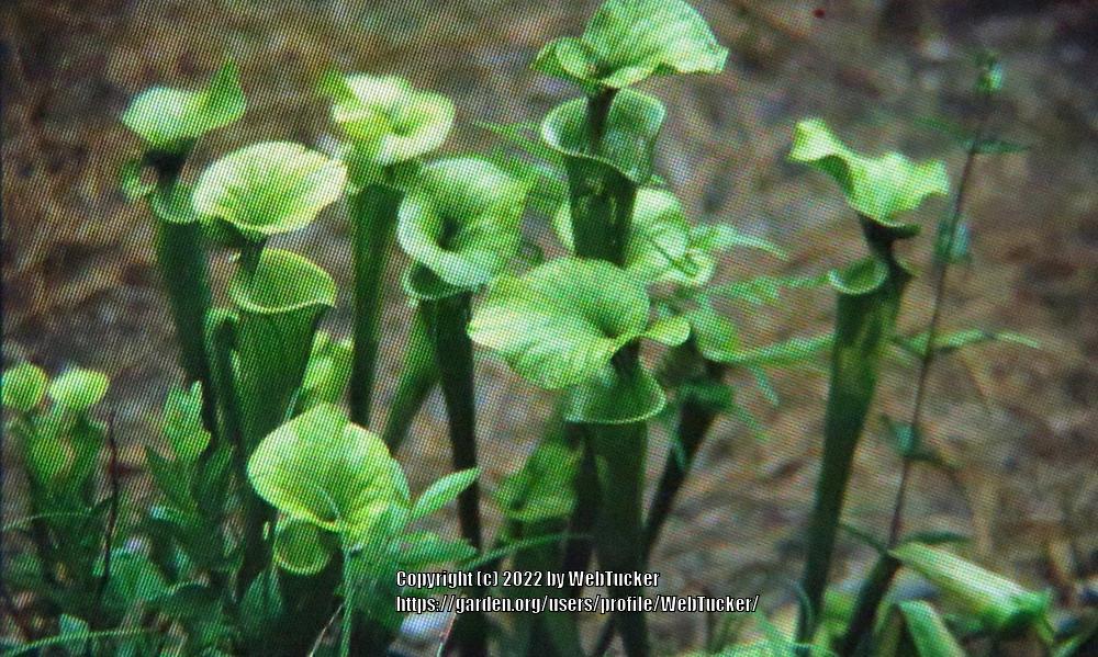 Photo of Pitcher Plant (Sarracenia flava) uploaded by WebTucker