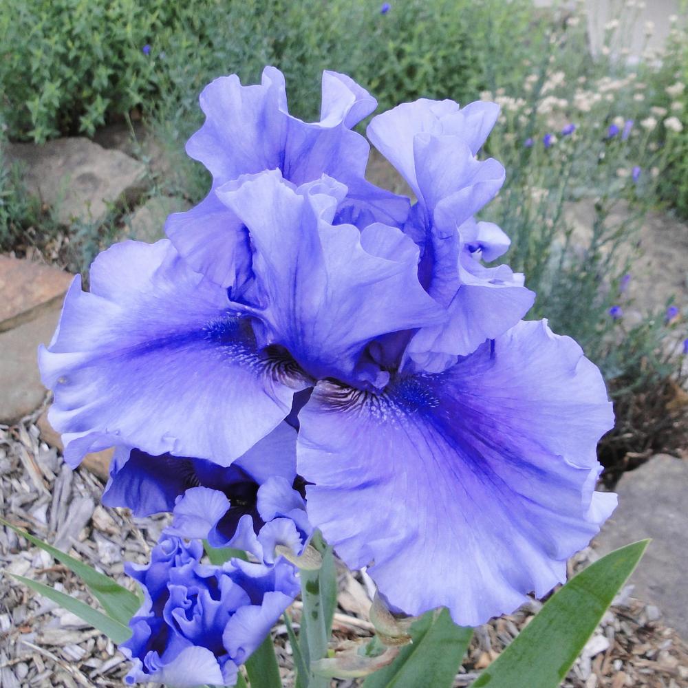 Photo of Tall Bearded Iris (Iris 'Jordan's Joy') uploaded by lauriemorningglory
