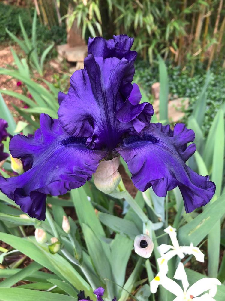 Photo of Tall Bearded Iris (Iris 'Dusky Challenger') uploaded by lharvey16