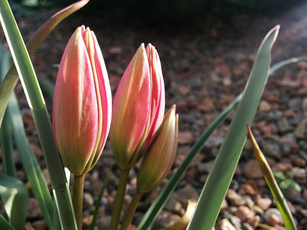 Photo of Species Hybrid Tulip (Tulipa 'Little Princess') uploaded by robertduval14