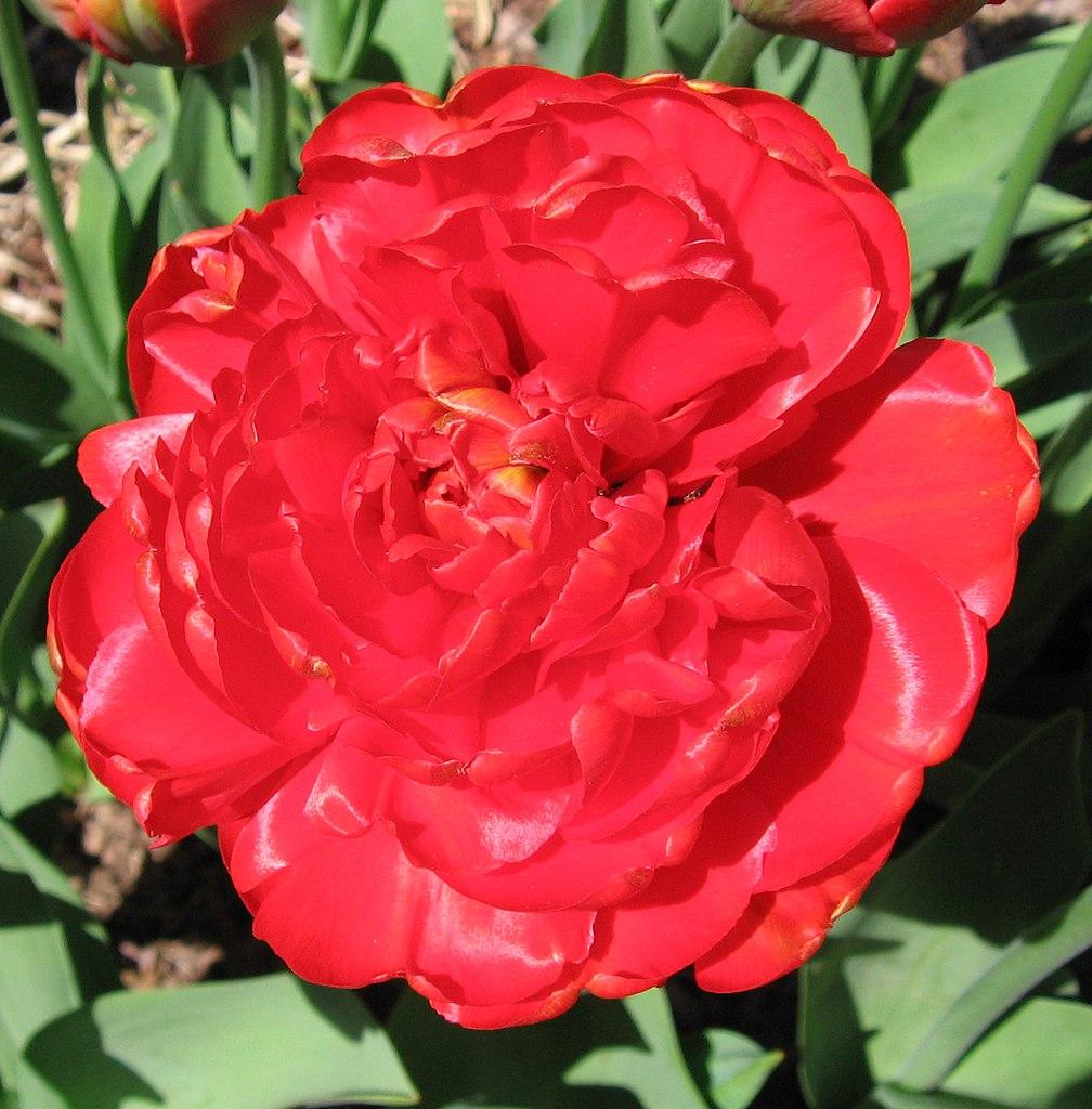 Photo of Double Late Tulip (Tulipa 'Miranda') uploaded by robertduval14