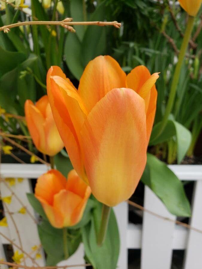 Photo of Fosteriana Tulip (Tulipa 'Orange Emperor') uploaded by robertduval14