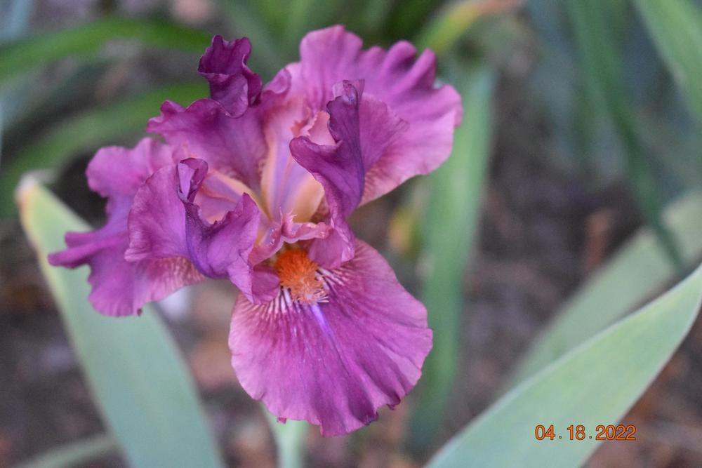 Photo of Intermediate Bearded Iris (Iris 'Revved Up Rose') uploaded by trmccray