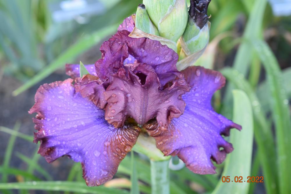 Photo of Tall Bearded Iris (Iris 'Strut Your Stuff') uploaded by trmccray