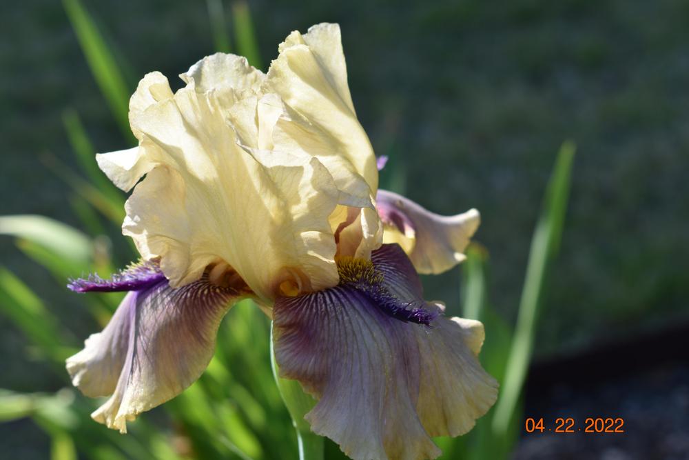 Photo of Tall Bearded Iris (Iris 'Thornbird') uploaded by trmccray