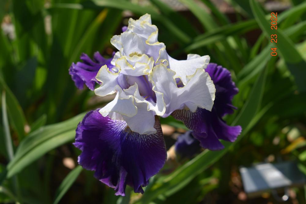 Photo of Tall Bearded Iris (Iris 'Slovak Prince') uploaded by trmccray