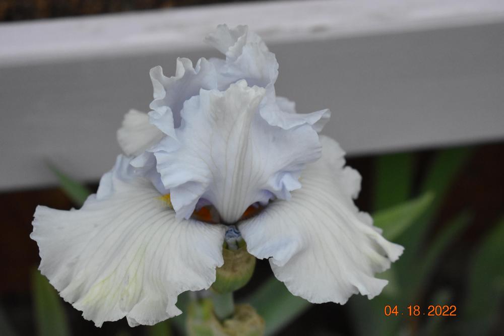 Photo of Tall Bearded Iris (Iris 'Silverado') uploaded by trmccray