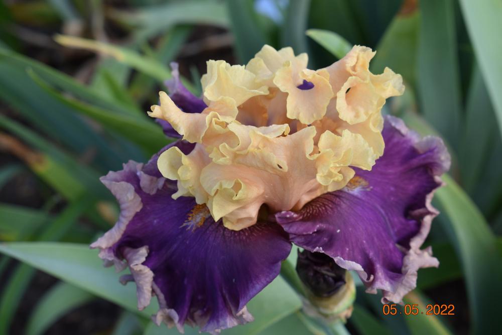 Photo of Tall Bearded Iris (Iris 'Roaring Twenties') uploaded by trmccray