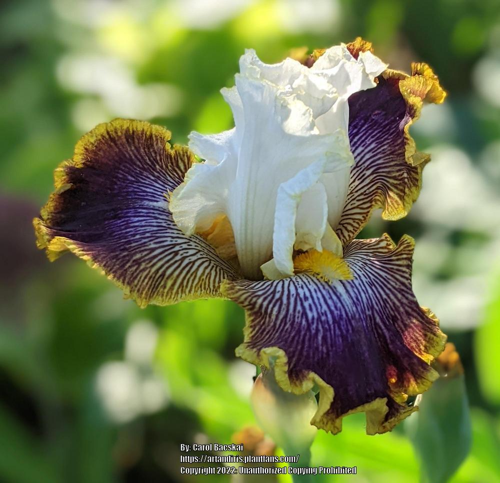 Photo of Tall Bearded Iris (Iris 'Patchwork Puzzle') uploaded by Artsee1