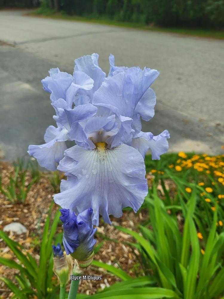 Photo of Tall Bearded Iris (Iris 'Absolute Treasure') uploaded by ElyceC