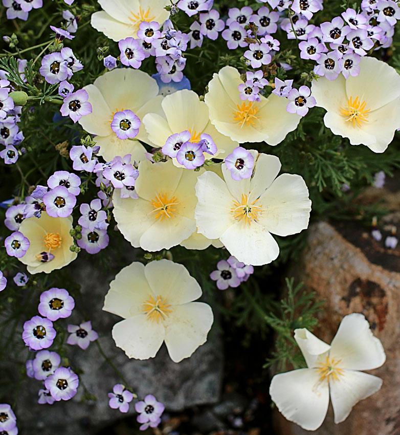 Photo of California Poppy (Eschscholzia californica 'Alba') uploaded by Joy