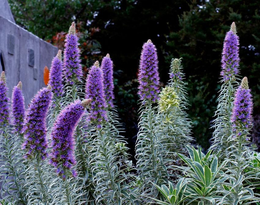 Photo of Variegated Pride of Madeira (Echium decaisnei 'Star of Madeira') uploaded by Joy