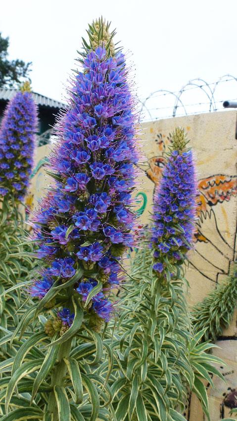 Photo of Variegated Pride of Madeira (Echium decaisnei 'Star of Madeira') uploaded by Joy