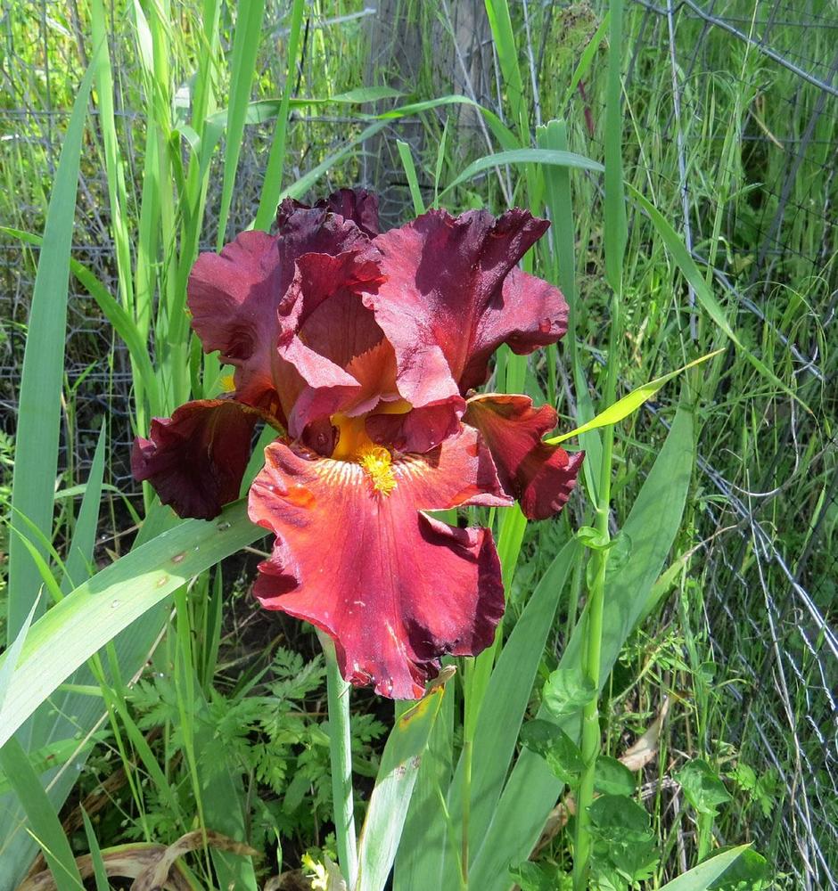 Photo of Tall Bearded Iris (Iris 'Lest We Forget') uploaded by Natalie