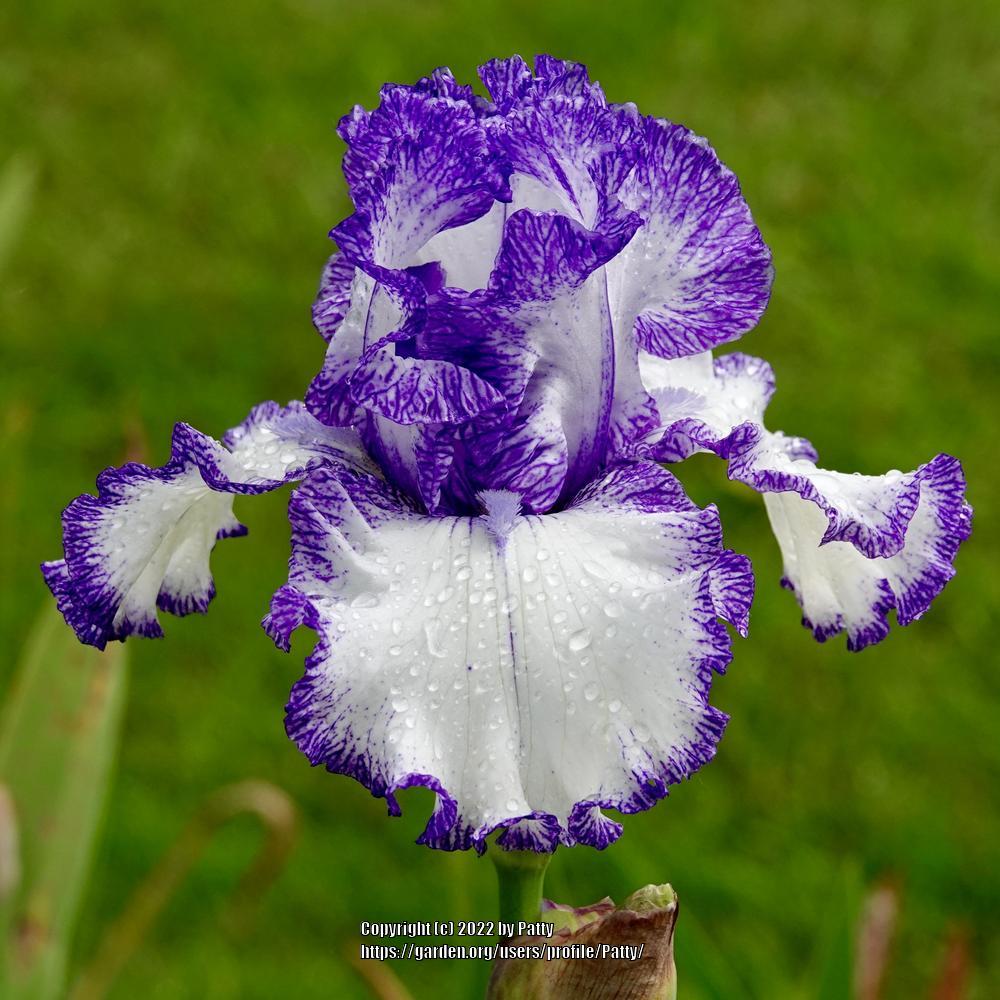 Photo of Tall Bearded Iris (Iris 'Ink Patterns') uploaded by Patty