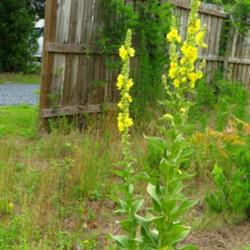 Location: Aberdeen, NC
Date: June 3, 2022
Common mullein #39; RAB p.944, 166-12-3 ; LHB p. 888, 179-7-5, "C