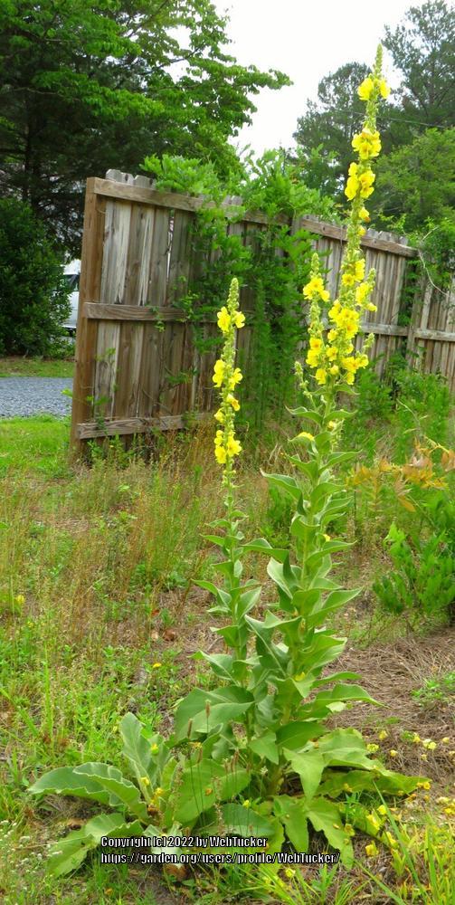 Photo of Common Mullein (Verbascum thapsus) uploaded by WebTucker