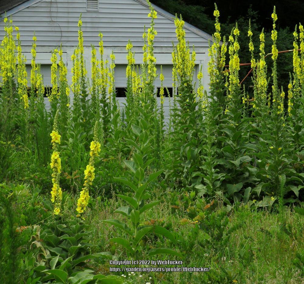 Photo of Common Mullein (Verbascum thapsus) uploaded by WebTucker