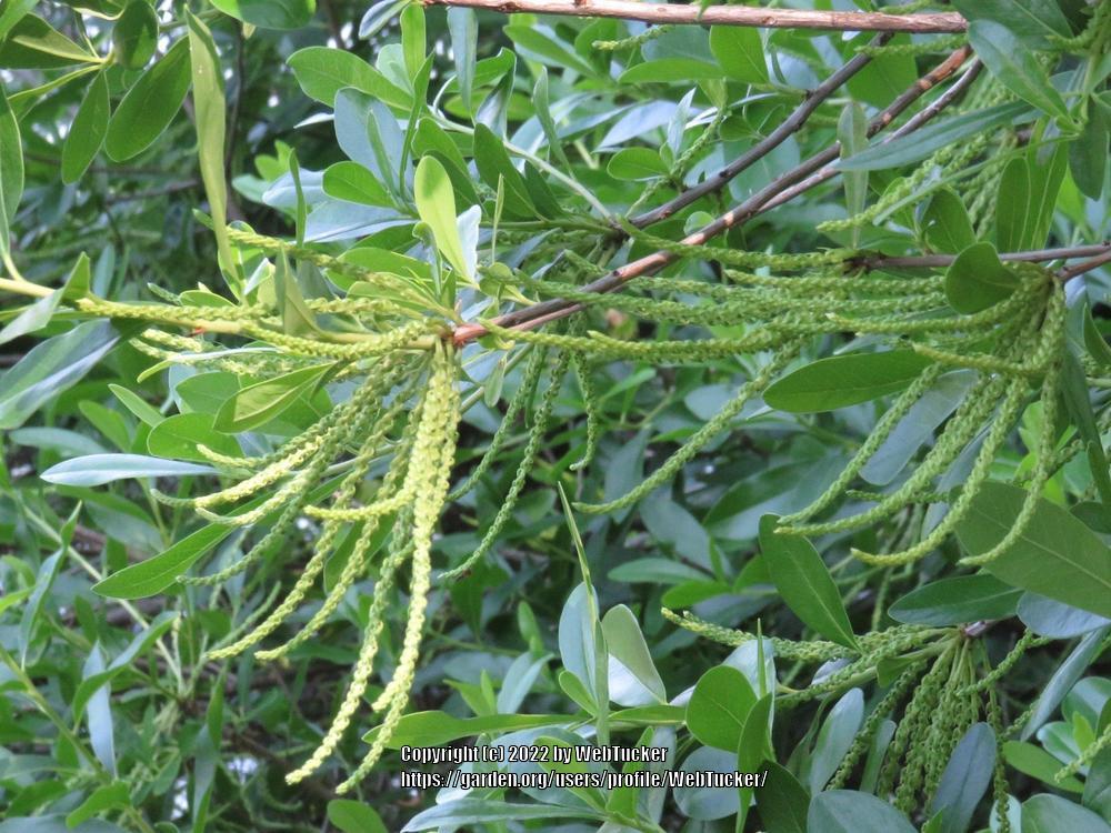 Photo of Leatherwood (Cyrilla racemiflora) uploaded by WebTucker