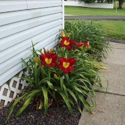 Location: Elberfeld, Indiana
Date: 2022-06-02
Always blooms the last week of May in my zone 6b garden.