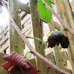 Location: Toronto, Ontario
Date: 2022-05-31
Pawpaw (Asimina triloba) a new bloom, a wilting flower and there 