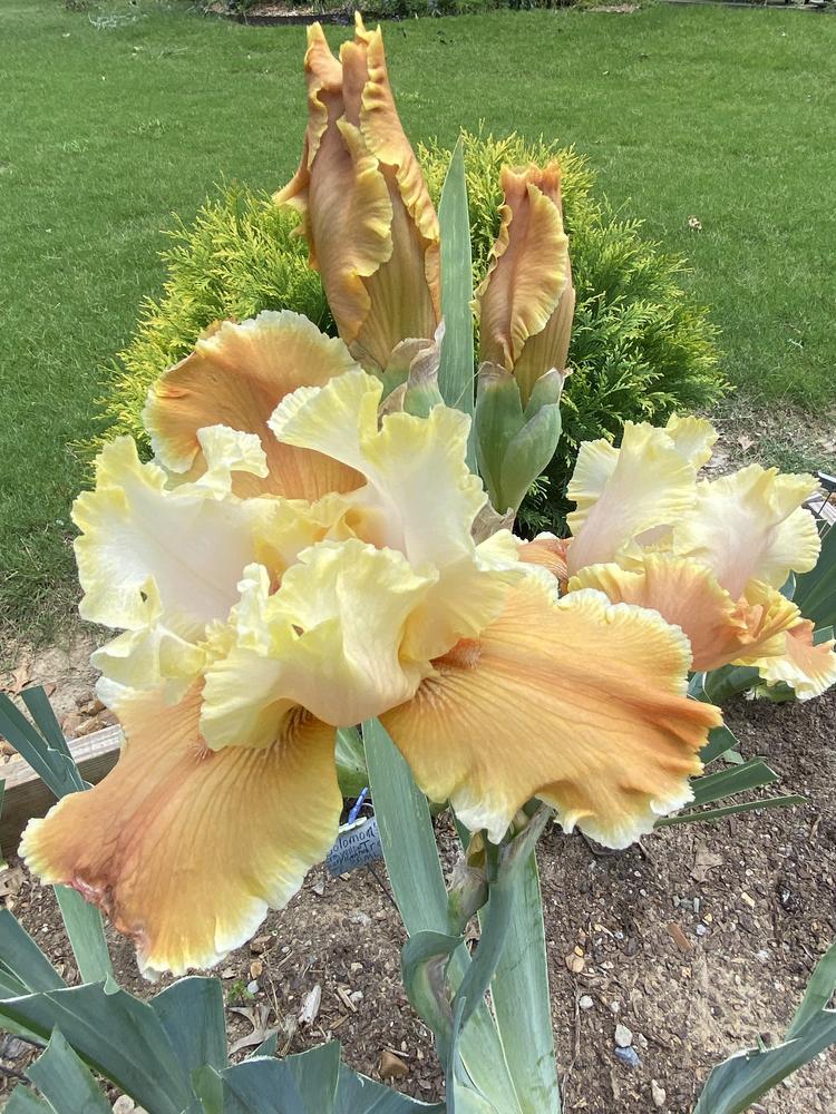 Photo of Tall Bearded Iris (Iris 'English Charm') uploaded by ritasrootsnrhizomes