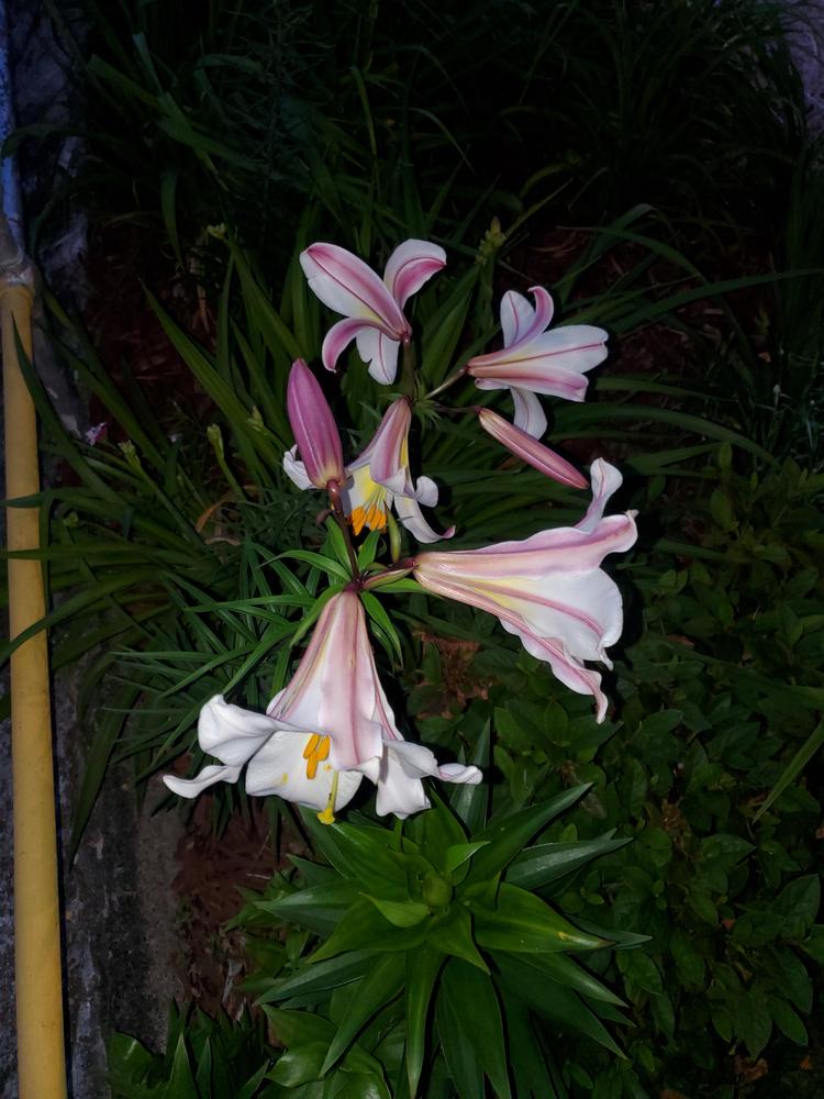 Photo of Regal Lily (Lilium regale) uploaded by AnthonyF