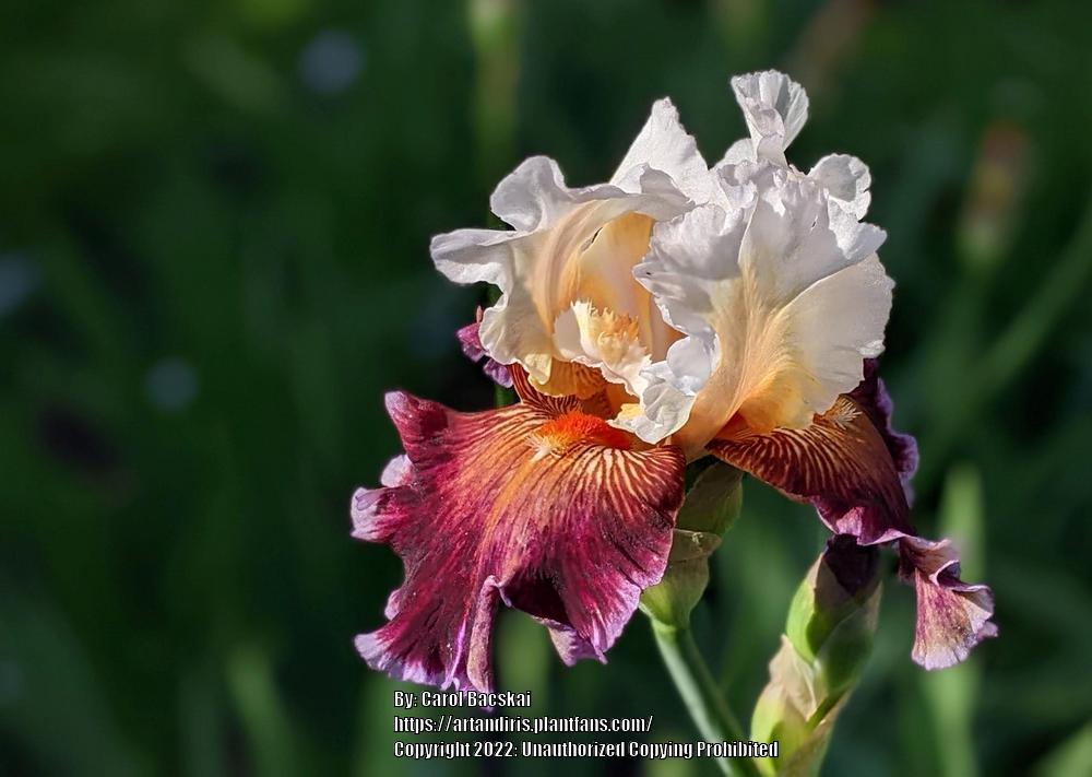 Photo of Tall Bearded Iris (Iris 'Care To Dance') uploaded by Artsee1