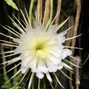 Huge spectacular bloom with vanilla scent.
