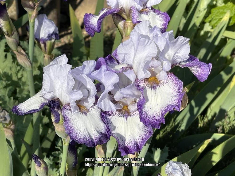 Photo of Tall Bearded Iris (Iris 'Everything Plus') uploaded by Henhouse
