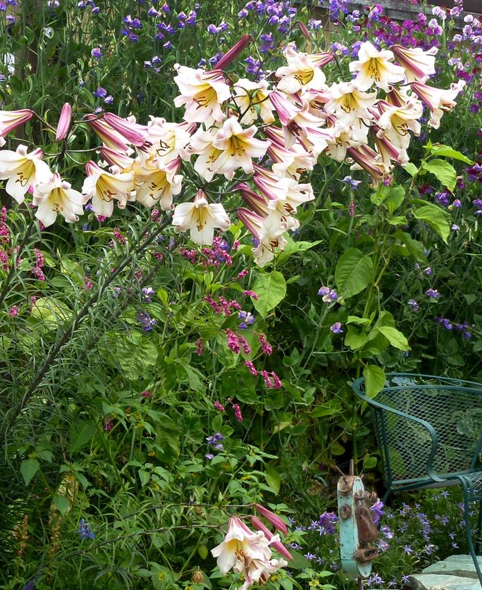 Photo of Regal Lily (Lilium regale) uploaded by Joy