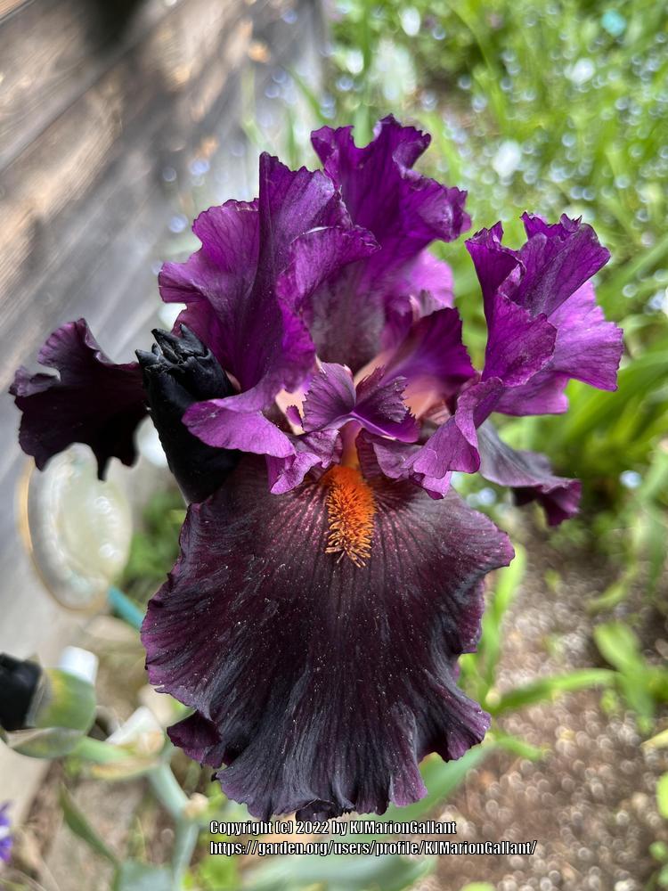 Photo of Tall Bearded Iris (Iris 'Black Magic Woman') uploaded by KJMarionGallant